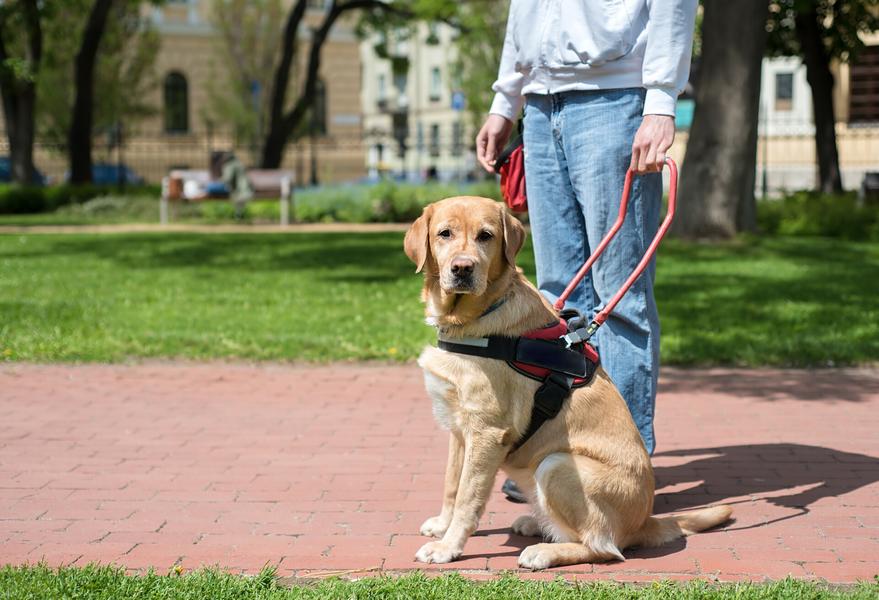 Ein Blindenführhund sitzt mit Geschirr auf der Straße